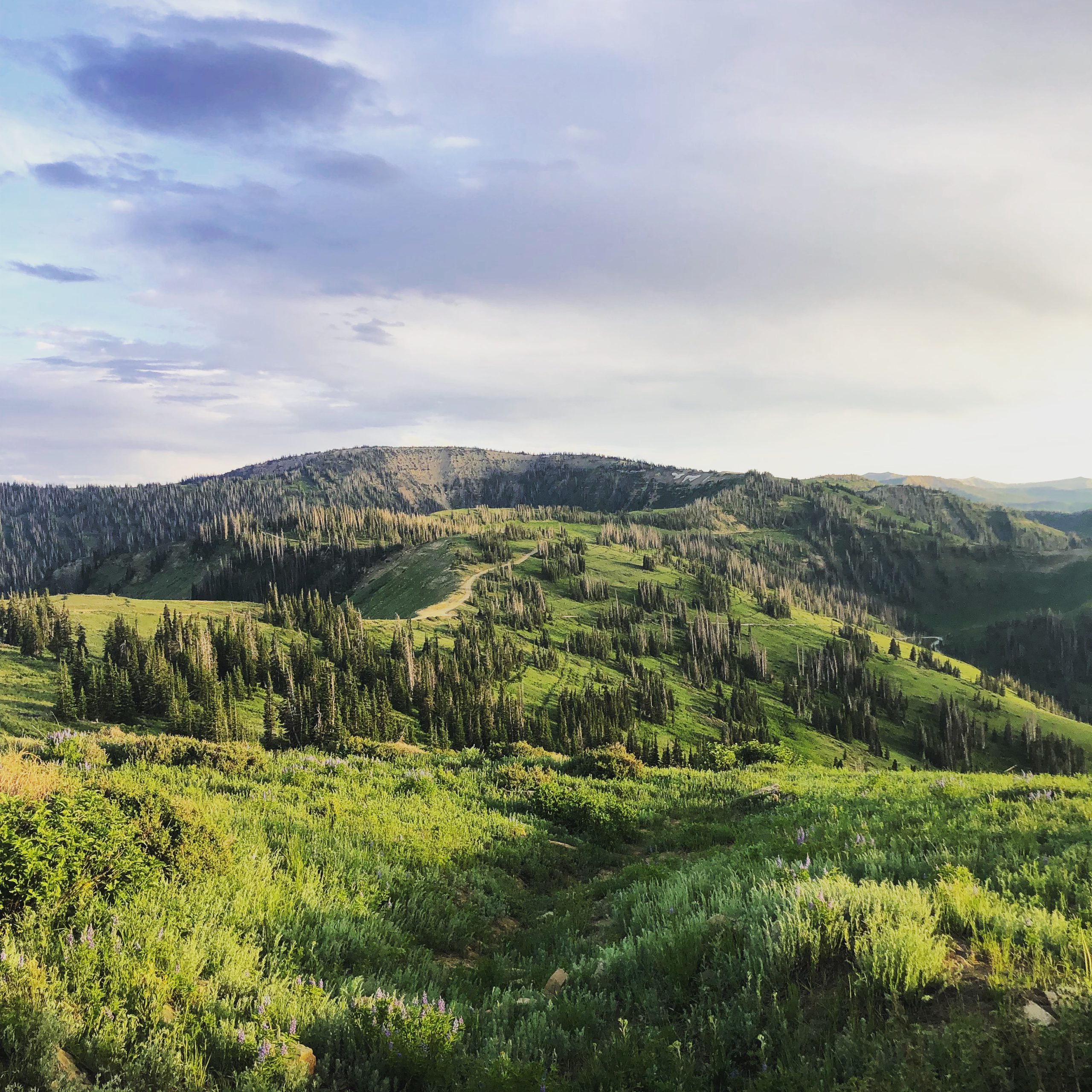Green mountain ridges and evergreen forest beneath a wide summer sky